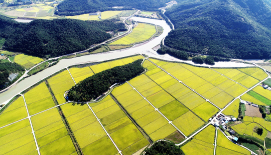 27일 오후 전남 영광군 법성포 인근 논이 벼가 누렇게 익어 황금빛으로 물들고 있다.